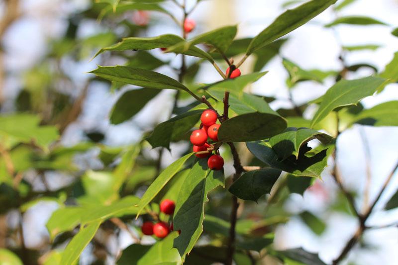 Cedar Berries