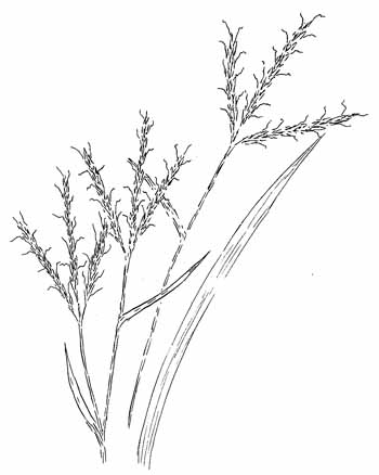 Big Bluestem Grass Drawing