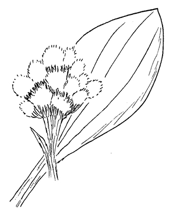 Parlin's Pussytoes Drawing