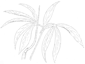 Green Dragon Drawing