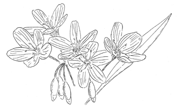 Virginia Springbeauty Drawing