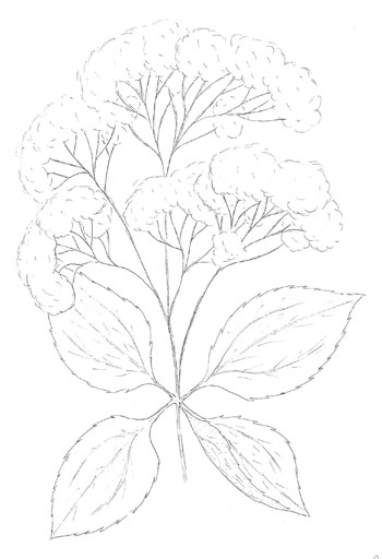 Coastal Plain Joe Pye Weed Drawing
