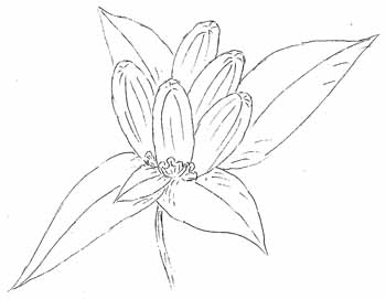 Meadow Bottle Gentian Drawing