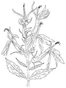 Pure White Cardinal Flower Drawing