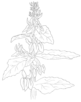 Great White Lobelia Drawing