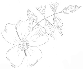 Carolina Rose  Drawing