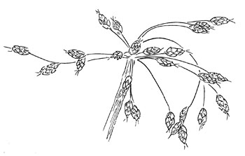 Softstem Rush Drawing
