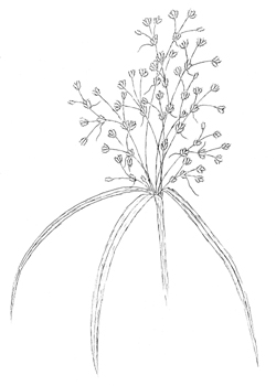 Woolgrass Drawing