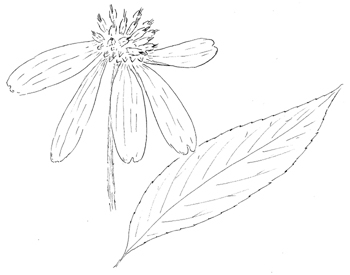 Wingstem Drawing