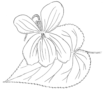 Sand Violet Drawing