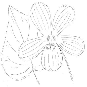 Magenta (aka Red) Violet Drawing