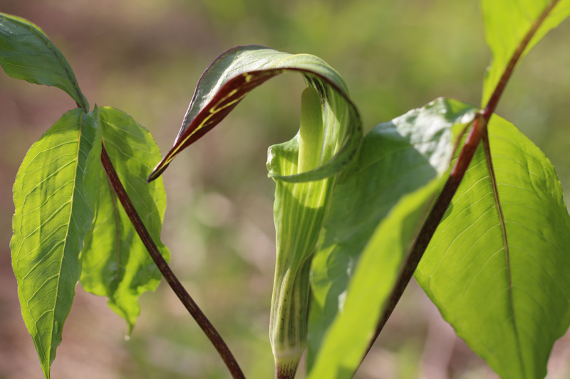 Jack-in-the-pulpit Picture