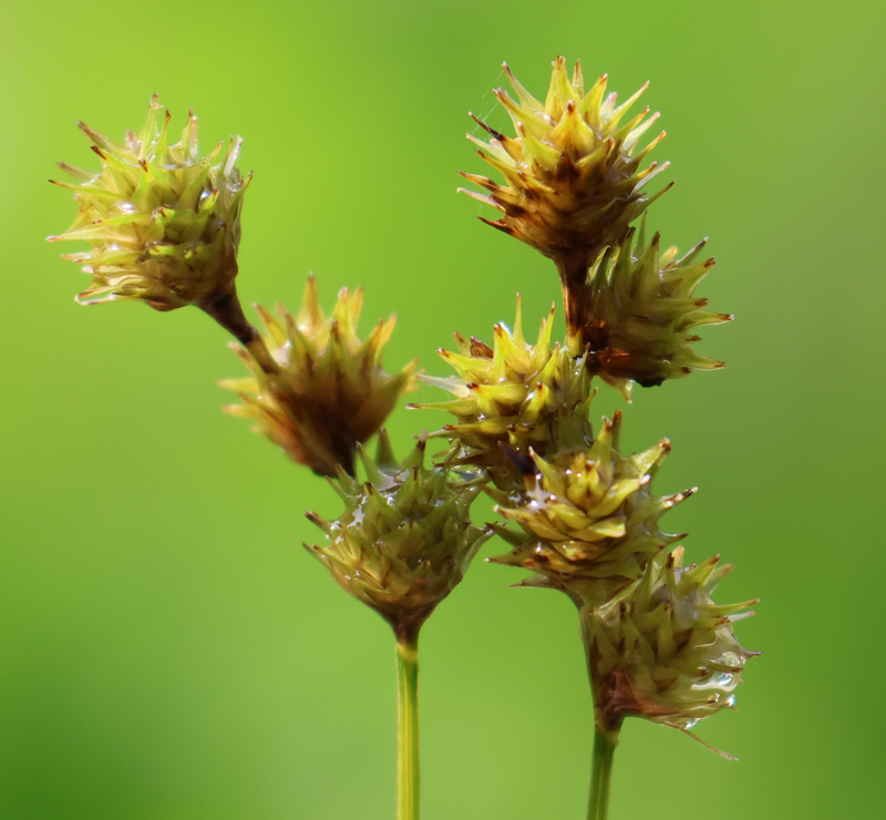 Shortbeak Sedge Picture