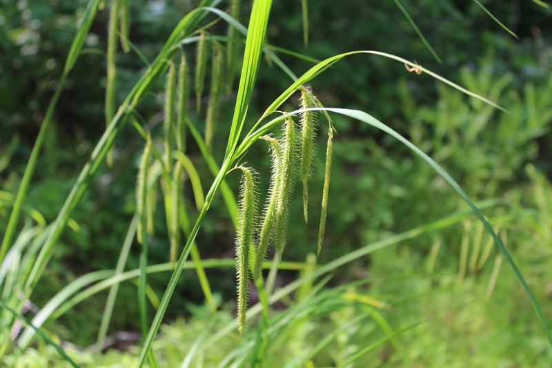 Nodding Sedge Picture