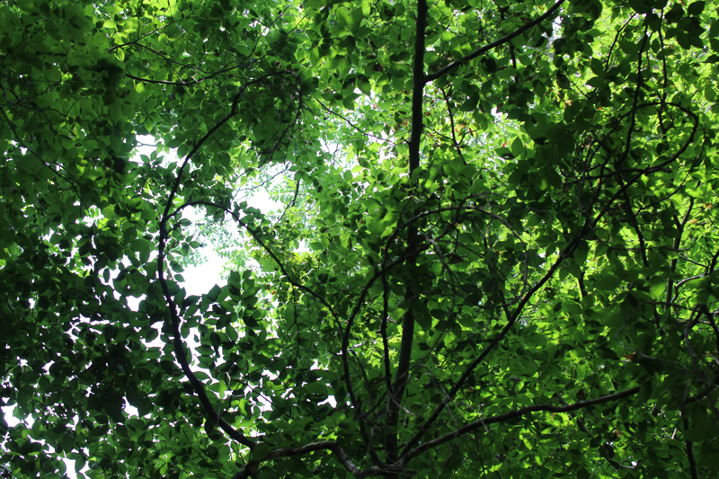 Kentucky Yellowwood Picture