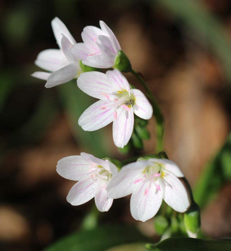 Virginia Springbeauty Picture