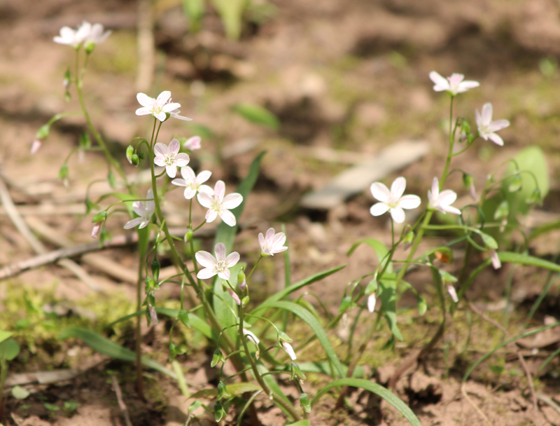 Virginia Springbeauty Picture