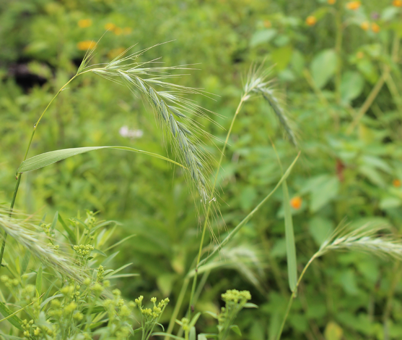 Canada Wild Rye Picture