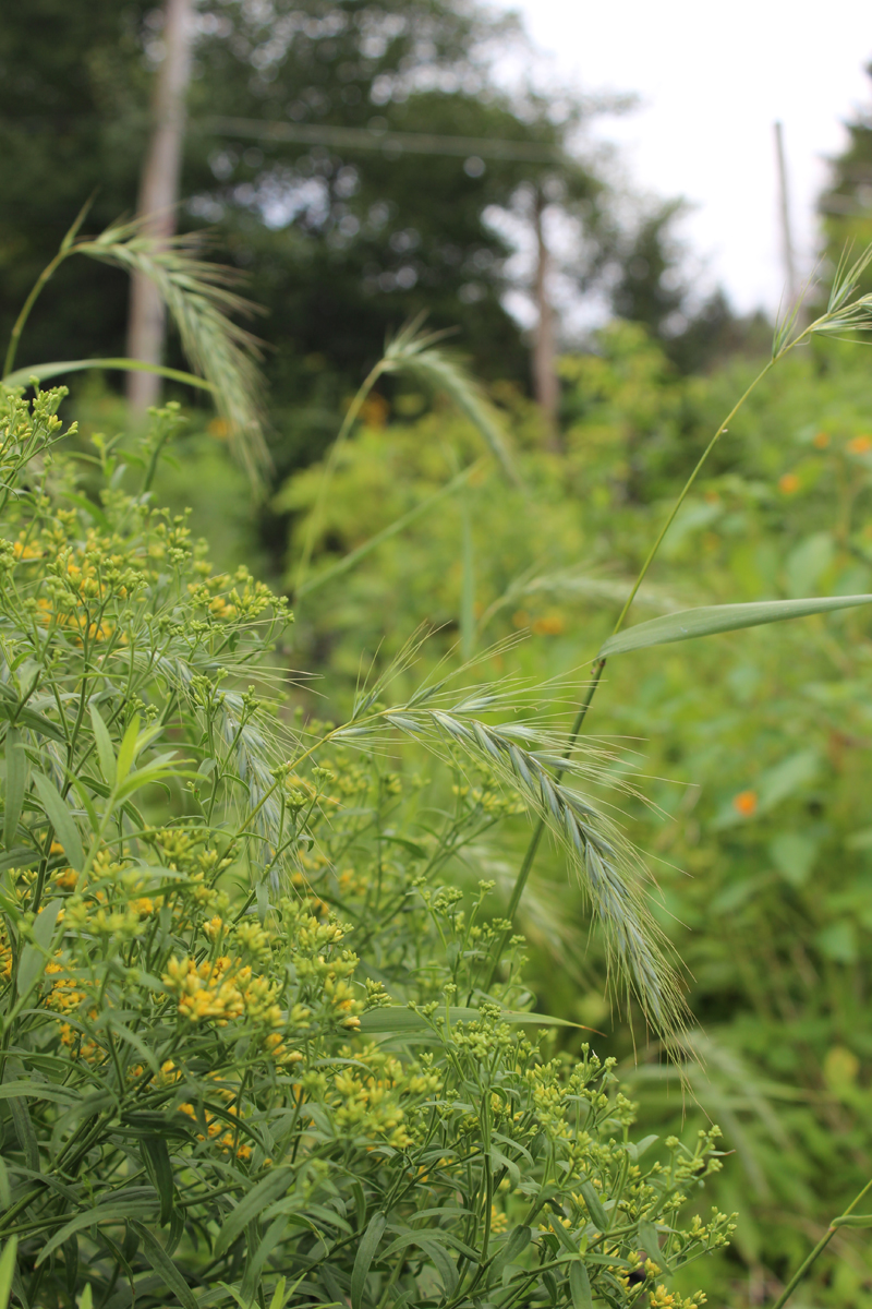 Canada Wild Rye Picture