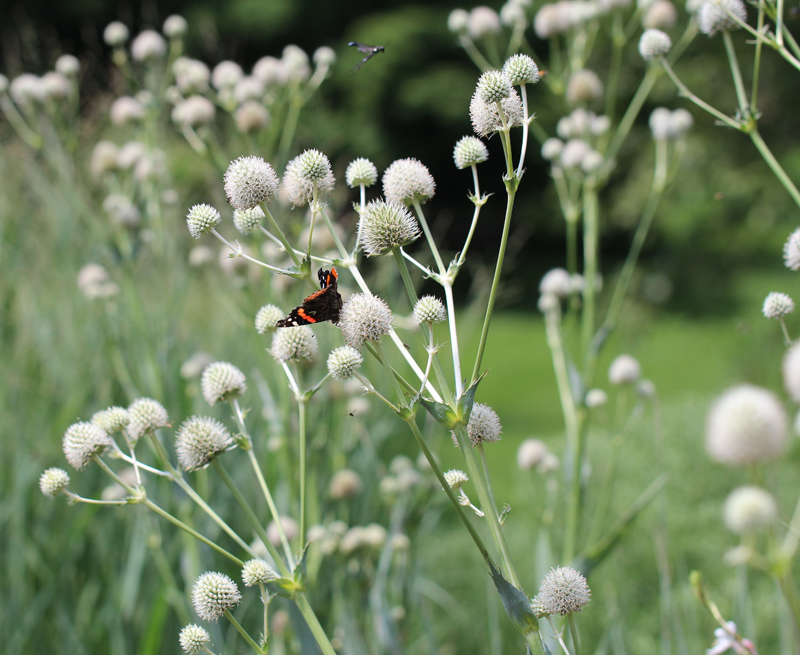 Rattlesnake Master Picture
