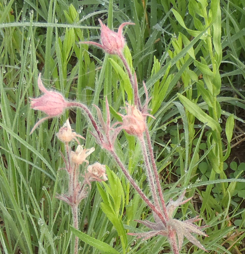 Prairie Smoke Picture