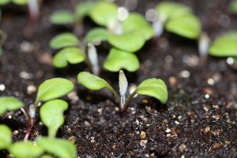 Virginia Stickseed Seedling