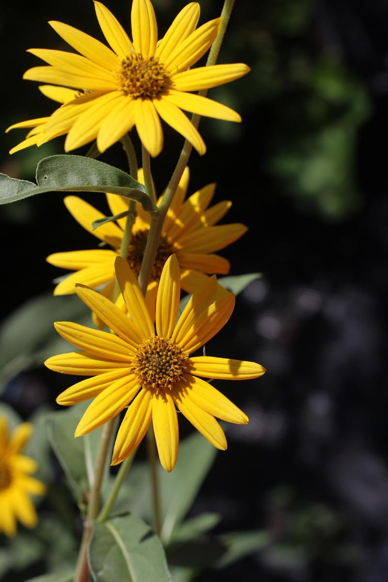 Maximilian Sunflower Picture