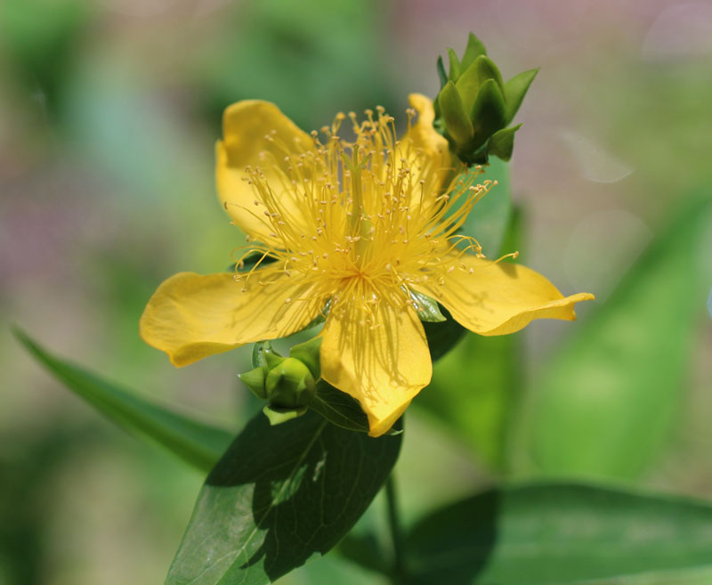 Great St. Johnswort