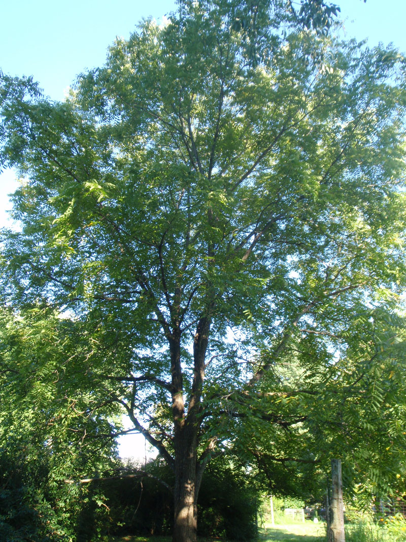 Black Walnut Picture