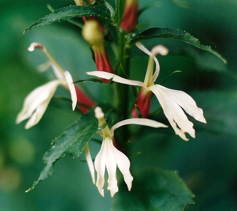 White/Pink Cardinal Flower Picture