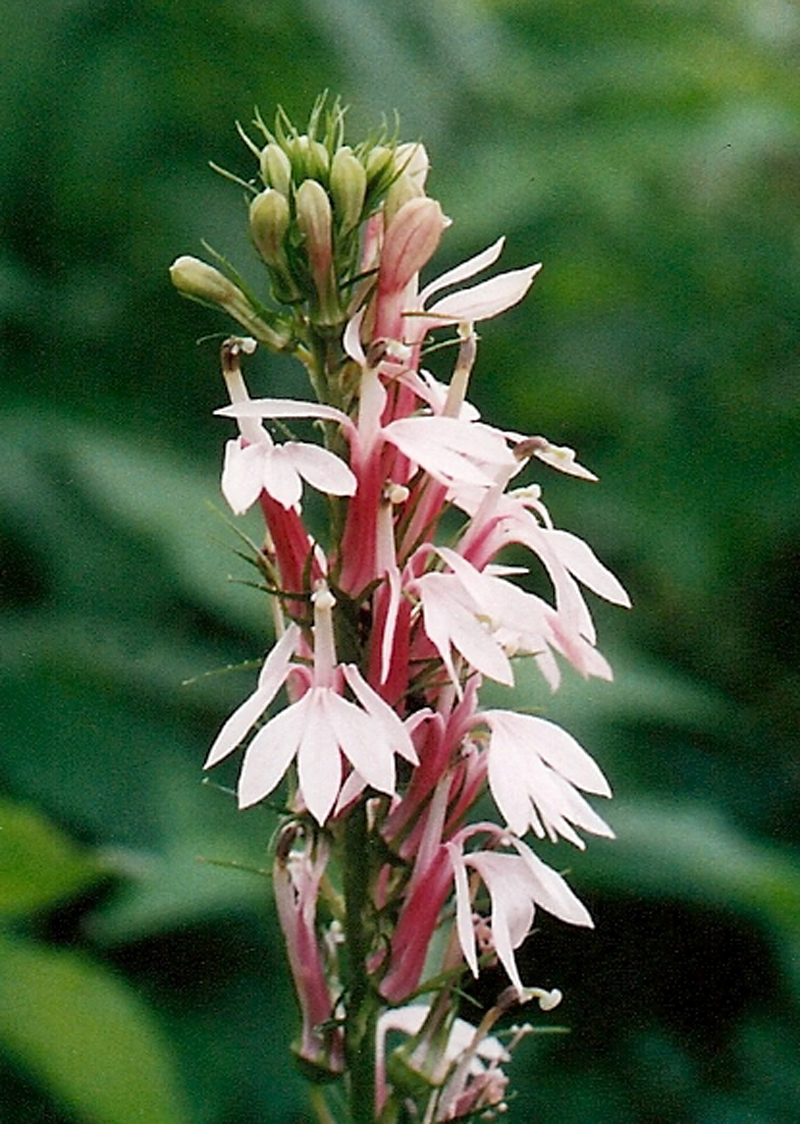 White/Pink Cardinal Flower Picture