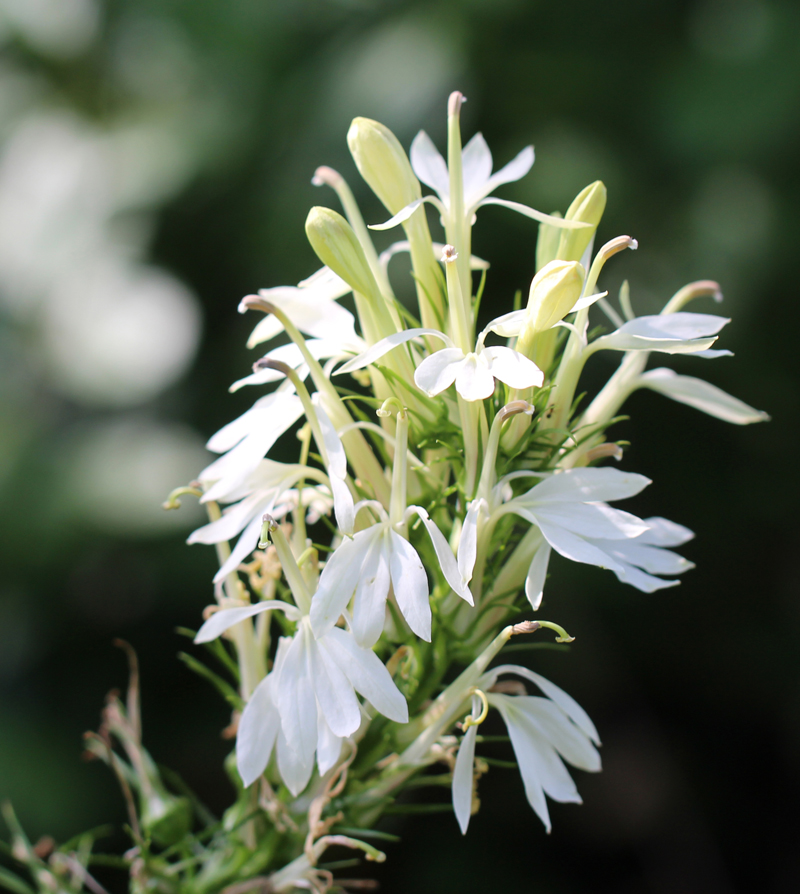 Pure White Cardinal Flower Picture