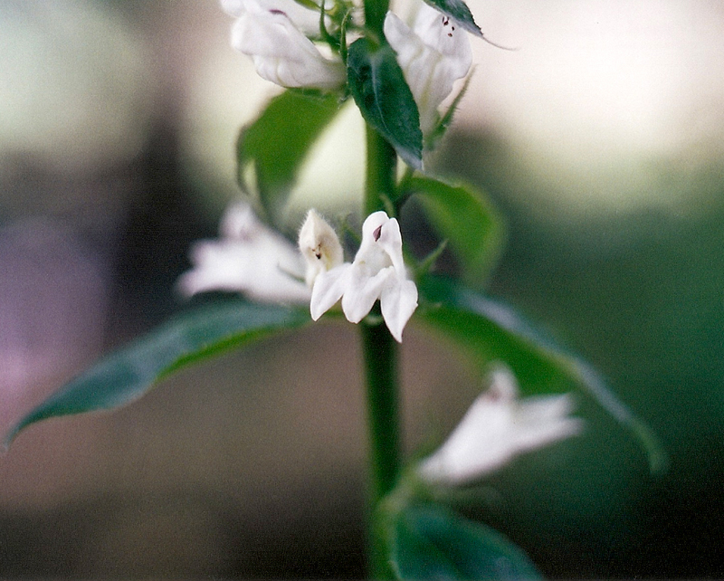 Great White Lobelia Picture