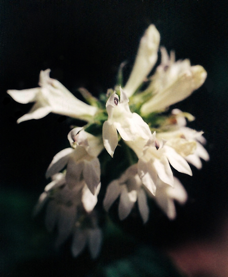 Great White Lobelia Picture