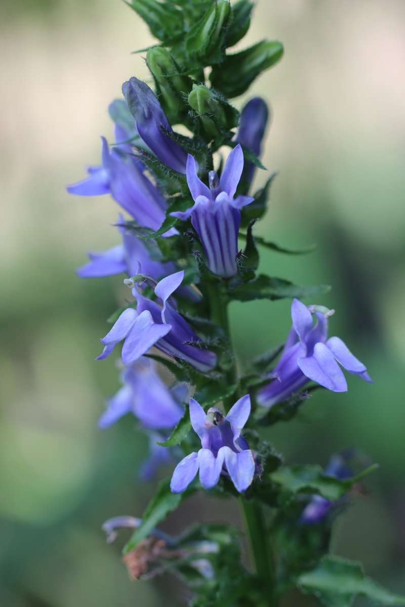 Great Blue Lobelia Picture