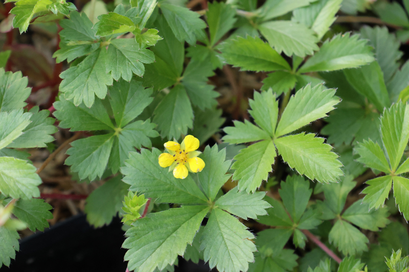 Dwarf Cinquefoil Picture