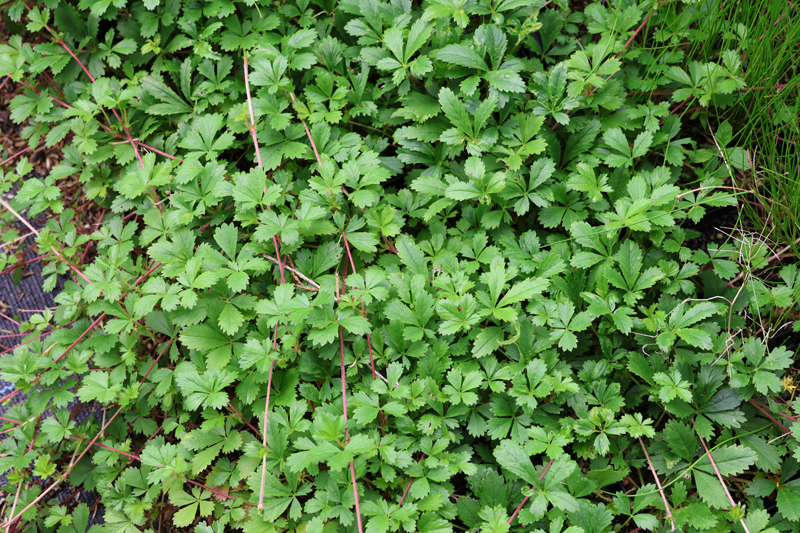 Dwarf Cinquefoil Picture
