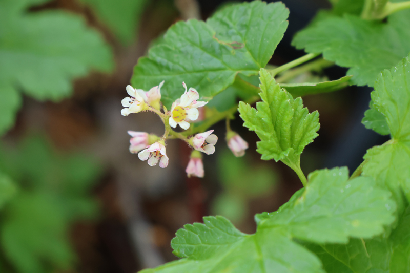 Skunk Currant Picture