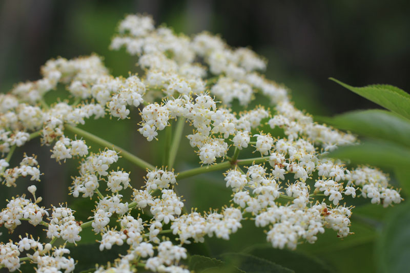 Red Elderberry Picture