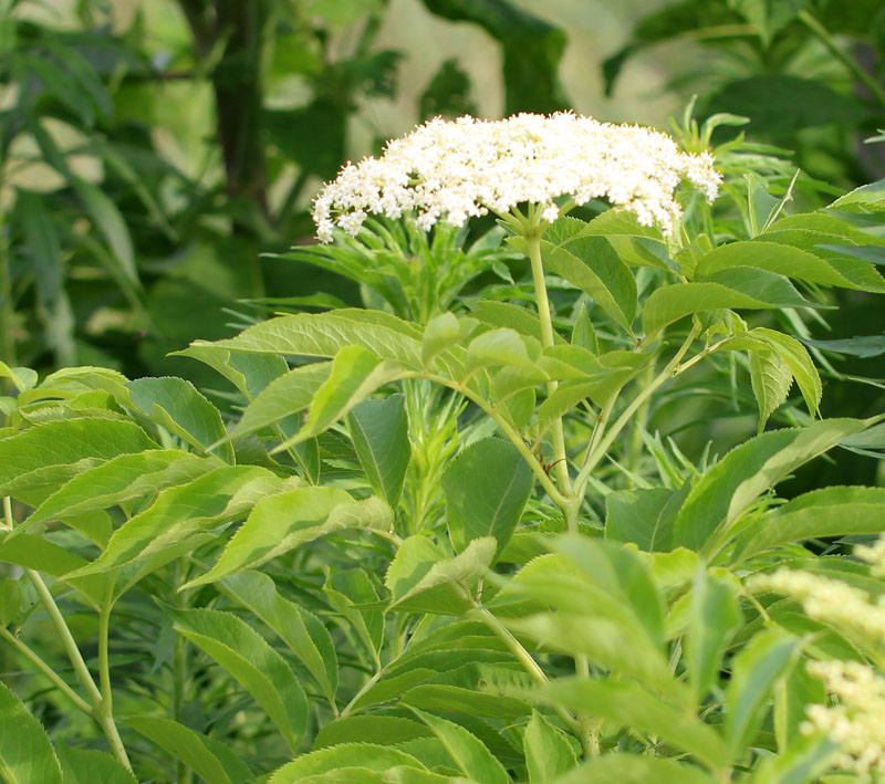 Red Elderberry Picture