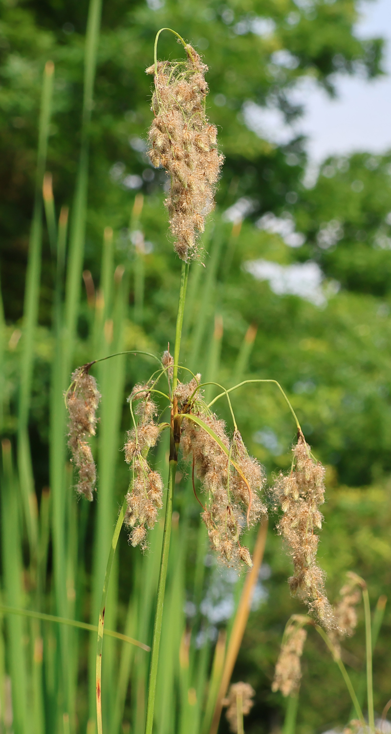 Blackgirdle Bulrush Picture