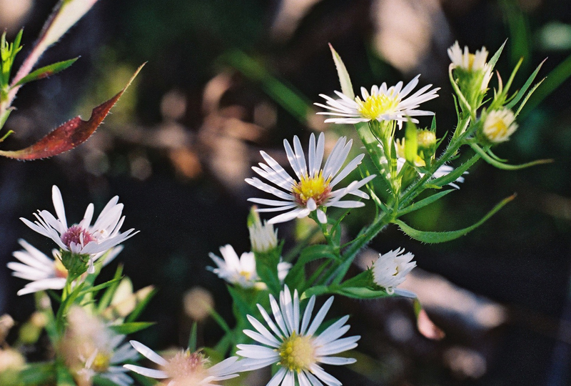 Heath Aster Picture