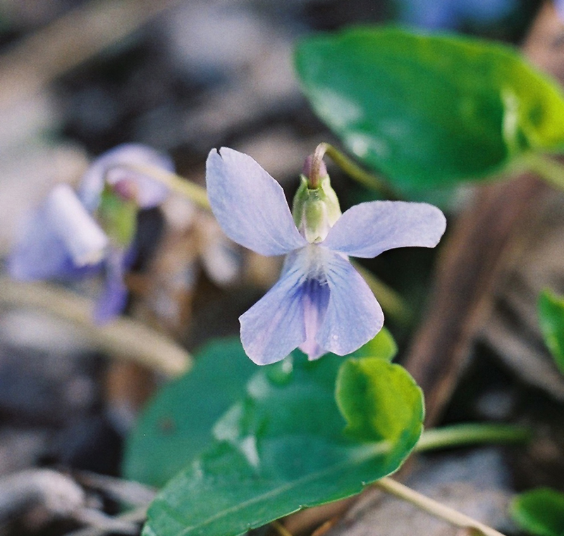 Sand Violet Picture